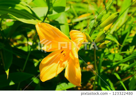Yellow flowers of Hemerocallis nikkoensis, Kirigamine Plateau, Nagano Prefecture, 2 Yellow flowers of Hemerocallis nikkoensis, Kirigamine Plateau, Nagano Prefecture, 2 123322480