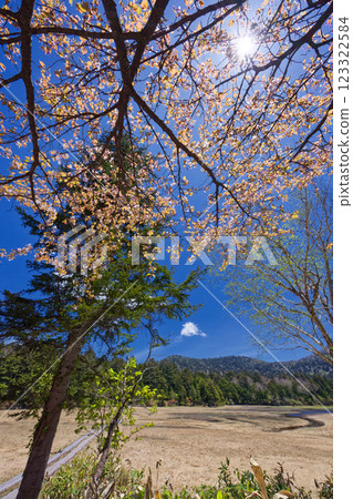 千島櫻花盛開的初夏尾瀨沼湖風景 123322584