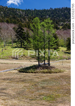 尾瀨沼、大江濕原的落葉松新綠葉子 尾瀨沼、大江濕原的落葉松新綠葉子 123322795