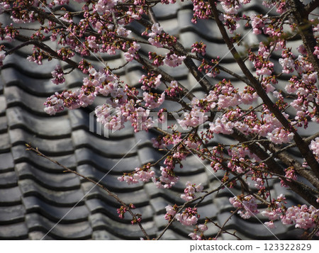 Kokuzo Horinji Temple - Main Hall and Cherry Blossoms Kokuzo Horinji Temple - Main Hall and Cherry Blossoms 123322829