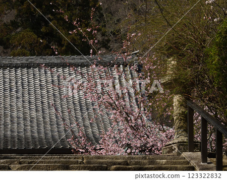 Kokuzo Horinji Temple - Main Hall and Cherry Blossoms Kokuzo Horinji Temple - Main Hall and Cherry Blossoms 123322832