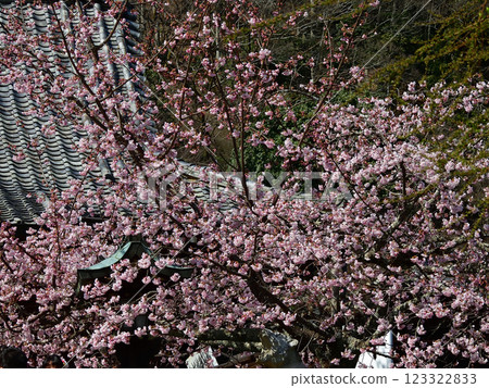 虛空藏法輪寺 - 主殿與櫻花 123322833