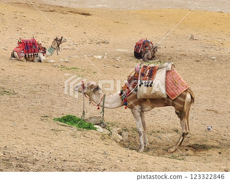 埃及吉薩的駱駝（全景點） 123322846