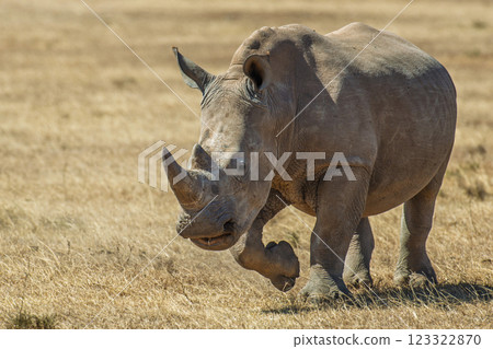 African white rhino, National park of Kenya, Africa African white rhino, National park of Kenya, Africa 123322870