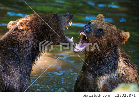 Two Wild Brown Bear (Ursus Arctos) play or fight on pond in the summer forest. Animal in natural habitat 123322871
