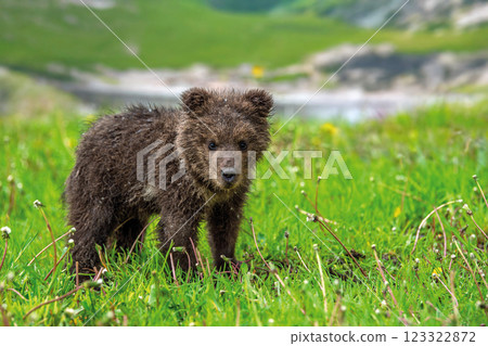 Bear cub on the summer meadow. Ursus arctos in grass with yellow flowers on mountain and lake background Bear cub on the summer meadow. Ursus arctos in grass with yellow flowers on mountain and lake background 123322872
