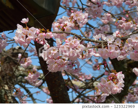 Kokuzo Horinji Temple Sakura 123322969