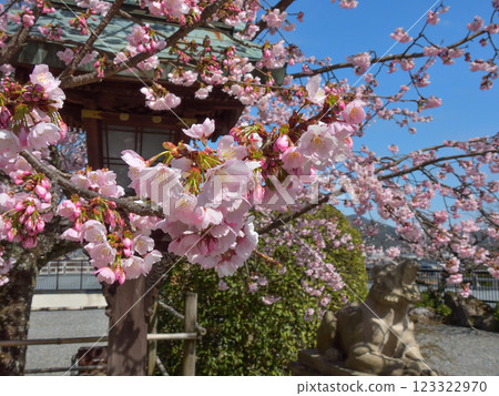 Kokuzo Horinji Temple Sakura 123322970