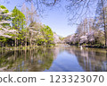 Cherry blossoms in full bloom reflected on the surface of the water 123323070