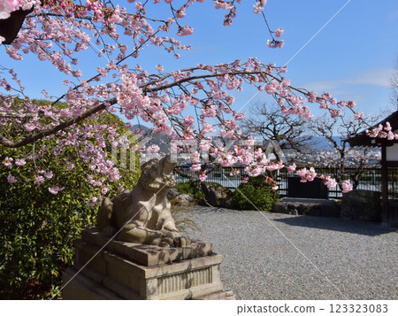 Kokuzo Horinji Temple Sakura and Komatora Kokuzo Horinji Temple Sakura and Komatora 123323083