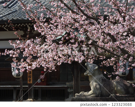 Kokuzo Horinji Temple Sakura and Komatora Kokuzo Horinji Temple Sakura and Komatora 123323088