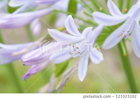 Light purple agapanthus flowers Light purple agapanthus flowers 123323102