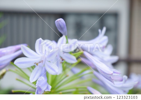 Pale purple flower Agapanthus 123323103