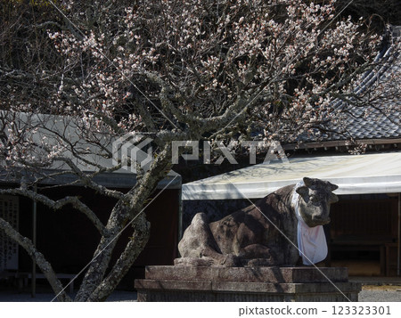 國藏法輪寺白梅和駒宮 國藏法輪寺白梅和駒宮 123323301