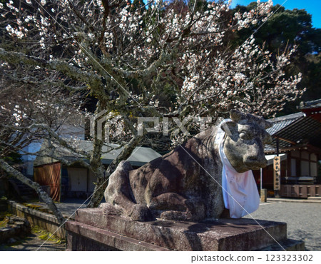 國藏法輪寺白梅和駒宮 國藏法輪寺白梅和駒宮 123323302