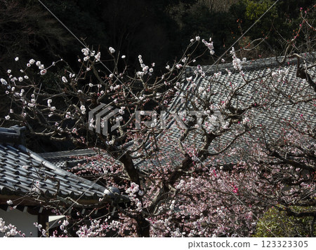 梅花國三藏Hor 123323305