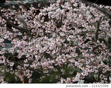 梅花國三藏Hor 梅花國三藏Hor 123323309