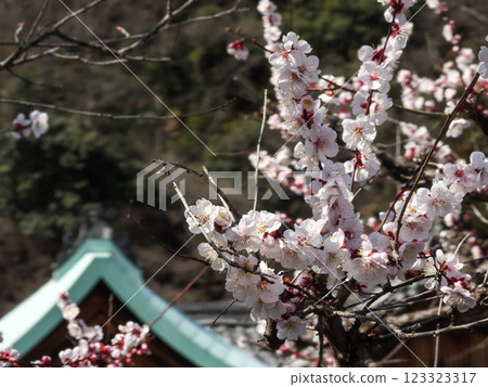 Kokuzo Horinji Temple Umehana Kokuzo Horinji Temple Umehana 123323317