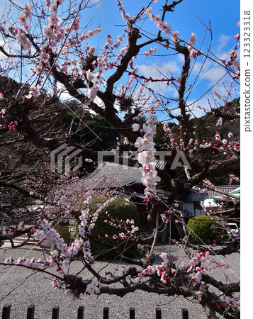 Kokuzo Horinji Temple Umehana Kokuzo Horinji Temple Umehana 123323318