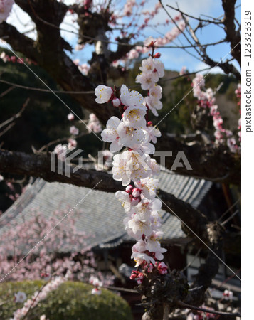 梅花國三藏Hor 梅花國三藏Hor 123323319