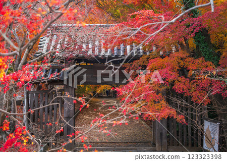 [Tokushima Prefecture] Autumn leaves at Jorokuji Temple 123323398