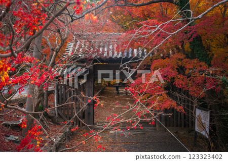 [Tokushima Prefecture] Autumn leaves at Jorokuji Temple 123323402