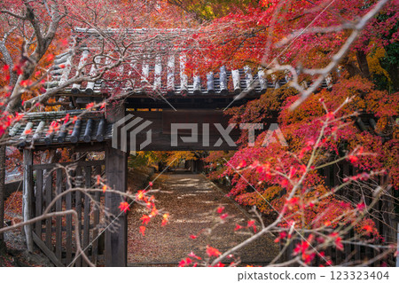 [Tokushima Prefecture] Autumn leaves at Jorokuji Temple 123323404