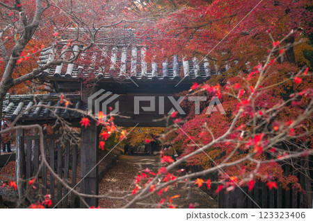 [Tokushima Prefecture] Autumn leaves at Jorokuji Temple 123323406