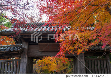 [Tokushima Prefecture] Autumn leaves at Jorokuji Temple 123323408