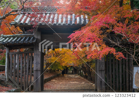 [Tokushima Prefecture] Autumn leaves at Jorokuji Temple 123323412