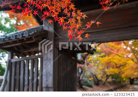 [德島縣]淨六寺的紅葉 123323415
