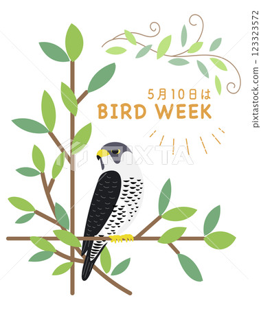 愛鳥週, 遊隼, 鷹, 租賃, 野生鳥類, 鳥 123323572