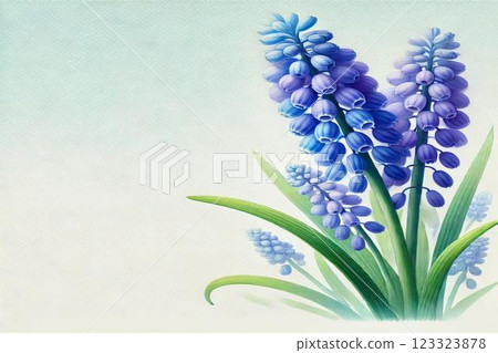 Muscari flowers 123323878