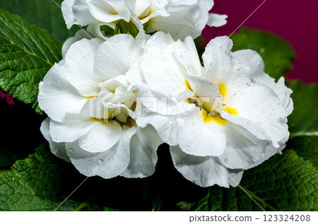 White Primula Flowers on a pink background White Primula Flowers on a pink background 123324208