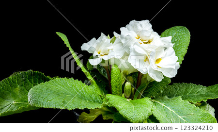 White Primula Flowers on a black background 123324210