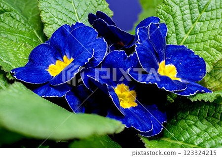Blue Primula Flowers on a blue background Blue Primula Flowers on a blue background 123324215