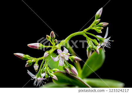 Green Succulent Plant with Budding Flowers black background 123324217