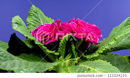 Red Primula Flowers on a blue background Red Primula Flowers on a blue background 123324225
