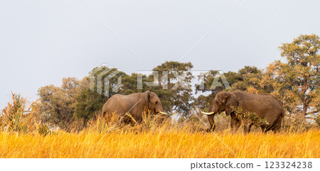 Two giant Elephants 123324238