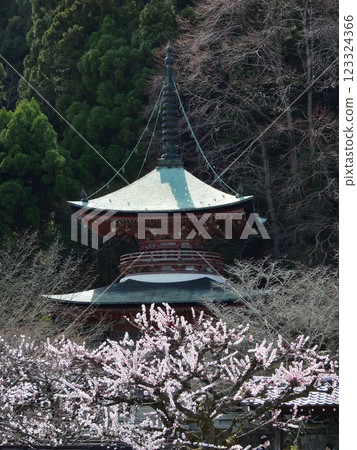 黑藏法輪寺:寶塔與白梅花 黑藏法輪寺:寶塔與白梅花 123324366