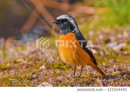 冬季鳥類：達烏爾紅尾鴝，雄性 123324442