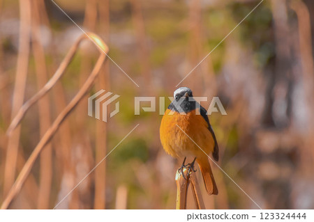 Winter bird: Daurian redstart, male Winter bird: Daurian redstart, male 123324444