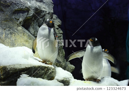 海遊館 / 巴布亞企鵝（大阪市港區海岸通） 123324673