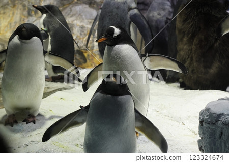 海遊館 / 巴布亞企鵝（大阪市港區海岸通） 123324674