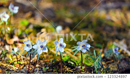 Cute sevensou 123324897