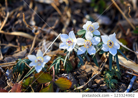 Olympic Setsubunsou 123324902