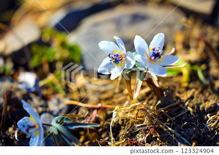 一對節分草 123324904