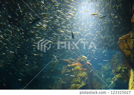Osaka Aquarium Kaiyukan / Shining schools of sardines (Kaigandori, Minato Ward, Osaka City) Osaka Aquarium Kaiyukan / Shining schools of sardines (Kaigandori, Minato Ward, Osaka City) 123325027