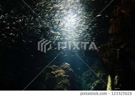 大阪海遊館、閃閃發光的沙丁魚群（大阪市港區海岸通） 123325028