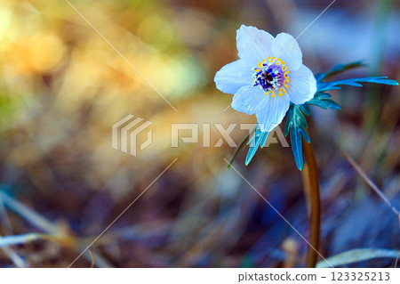 Setsubunsou 123325213